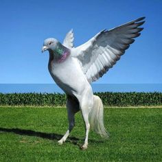 a white bird with its wings spread out standing on the grass in front of a blue sky