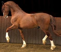 a brown horse is trotting in an enclosed area with its legs spread out