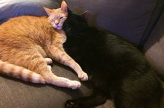 two cats laying on top of a couch next to each other, one is orange and the other is black