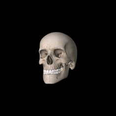 a human skull in the dark with no head and one jaw missing from it's left side