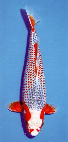 an orange and white fish swimming on top of blue water with its head above the water's surface