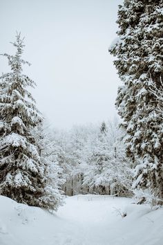 a snow covered forest filled with lots of trees