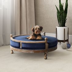 a small dog sitting on top of a blue round bed next to a potted plant