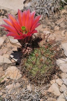 a red flower on top of a green cactus