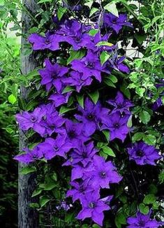 purple flowers growing on the side of a tree