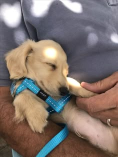 a man is holding a small puppy wearing a blue harness