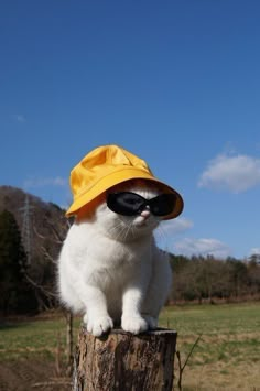 a white cat wearing a yellow hat and sunglasses sitting on top of a tree stump