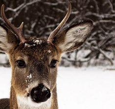 a close up of a deer in the snow