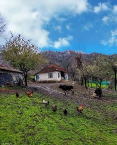 chickens and cows are walking in the grass near a house with mountains in the background