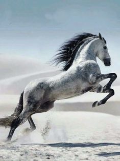 a black and white photo of a horse in the air with it's front legs spread out