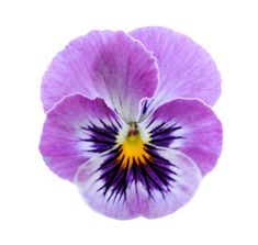 purple pansy flower on white background with clipping space for your text or image