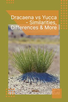 the cover of dracaena vs yuca - similarities, differences and more