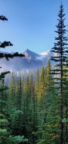 trees and mountains in the distance with fog coming from them, on a sunny day