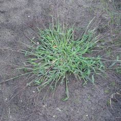 a small green plant growing out of the ground next to some grass and dirt on a sunny day