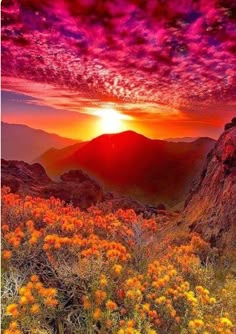 the sun is setting over some mountains with wildflowers in front of it and pink clouds