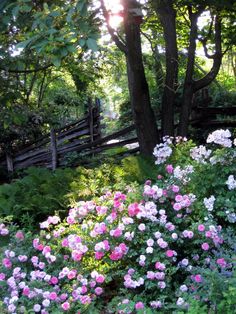 the flowers are blooming in the garden by the fence