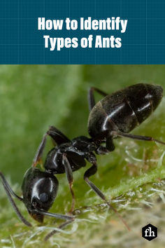 From the ordinary to the bizarre, here's how to identify different types of ants you're likely to encounter in and around your home. Types Of Ants, Ants In House, Black Ants, Ant Farms, Fire Ants, Lemon Verbena, Pest Control, Ants, Different Types