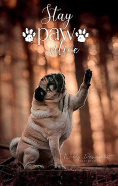 a pug dog sitting on its hind legs and paws up with the words stay paw alive above it