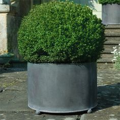 two large potted plants sitting on top of a stone walkway