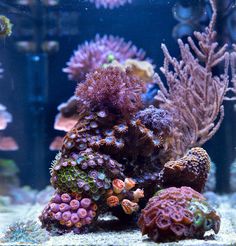 an aquarium filled with lots of different types of corals