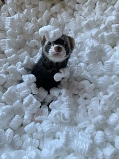 a small ferret sitting on top of a pile of white plastic bottles and looking up at the camera