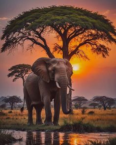 an elephant standing in front of a tree at sunset