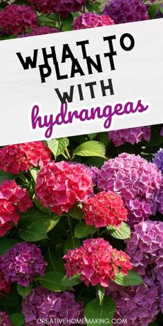 purple and red flowers with the words what to plant with hydrangeas on it