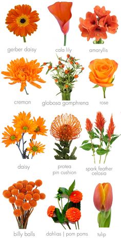 the different types of flowers are shown in this image, including oranges and yellows