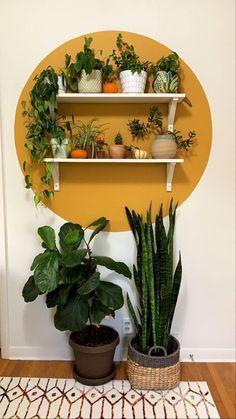 Home decoration ideas with plants. Great Decoration ideas with plants. Indian Balcony, Luxury Balcony, Apartment Privacy, Indian Room Decor, نباتات منزلية, Apartment Modern, Interior Vintage, Geek Decor, Vintage Garden Decor