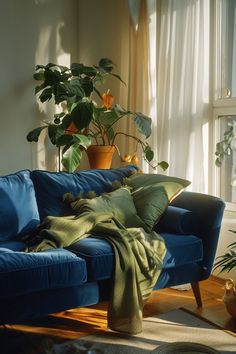 a blue couch sitting in front of a window next to a green potted plant