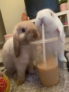 two rabbits drinking milk out of a blender