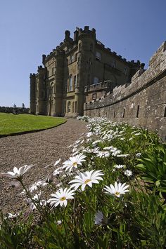 white daisies in front of an old castle with stone walls and green grass on the side