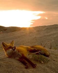 a fox laying on top of a sandy hill