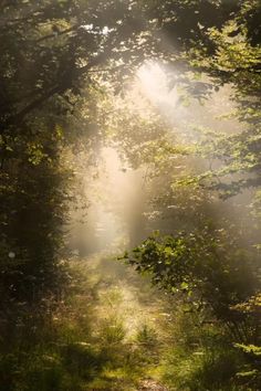 the sun shines through the trees on a path that is surrounded by tall grass