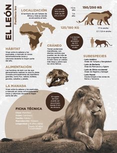 an info poster showing different types of animals and their names in spanish, with information about them