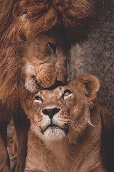 two lions are standing next to each other