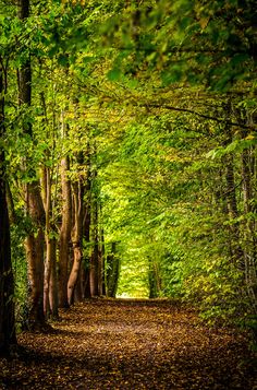 a dirt road surrounded by trees and leaves