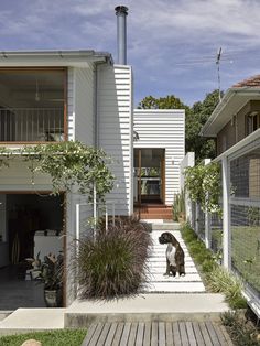 a dog is standing in the middle of a walkway next to a white house with an open front door