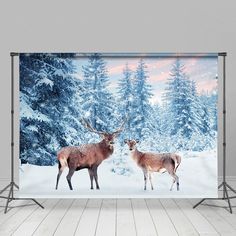 two deer standing next to each other in front of snow covered trees and evergreens