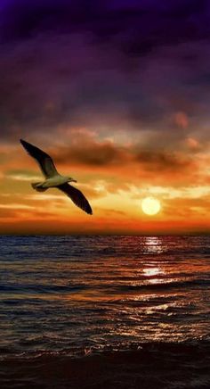 a seagull flying over the ocean at sunset with an orange and purple sky