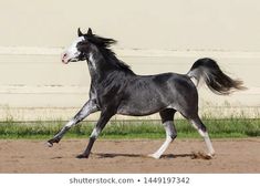 a black and white horse is running in the dirt