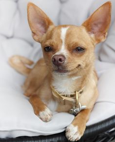 a small brown and white dog sitting in a chair