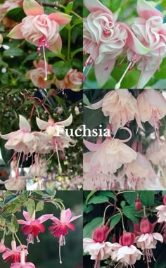 pink flowers with green leaves and the words ruchsia in four different languages on them