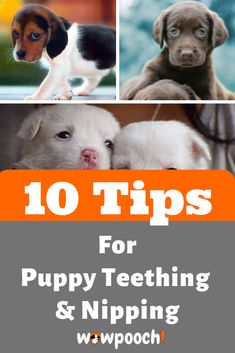 four puppies are shown with the words 10 tips for puppy teeth and nipping