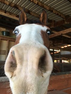 a brown and white horse looking at the camera with its nose up to the camera