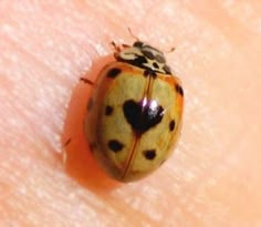 a lady bug sitting on the skin of someone's arm