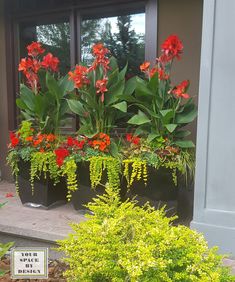 some red flowers are in large planters on the front steps and side of a house