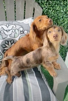 two dogs sitting on a chair looking up