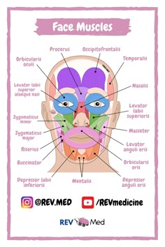 the face muscles are labeled in this diagram, and there is also information about them