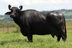 a large black cow standing on top of a lush green field